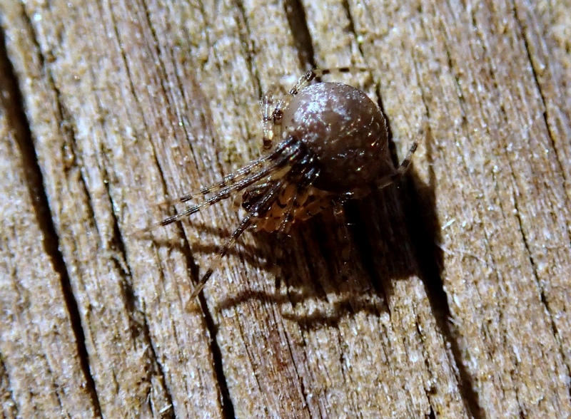 Theridiida cf. Platnickina sp. - Villorba (TV)